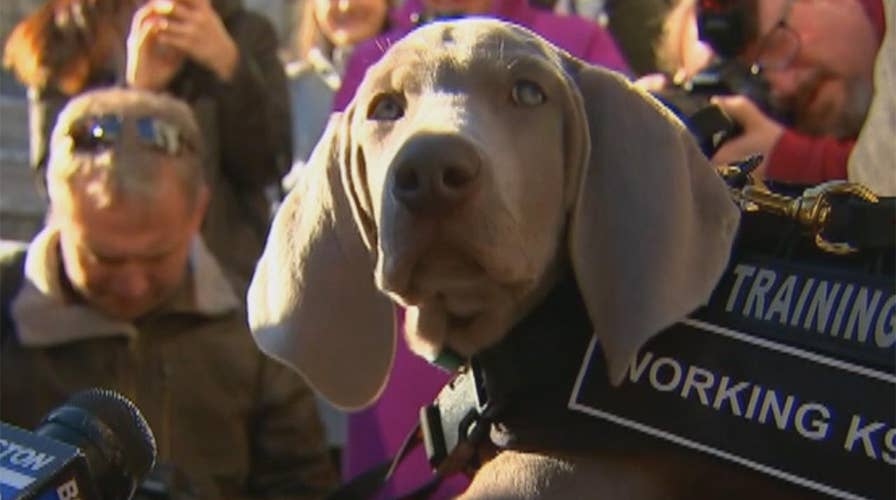 Pest-sniffing pup hired at museum to protect art