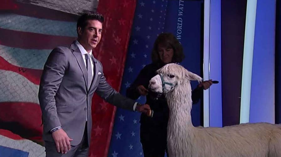 Jesse Watters tries alpaca therapy