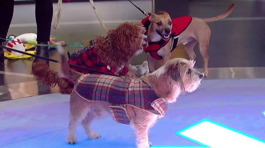 Pups celebrate National Dress Up Your Pet Day
