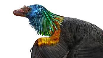 'Rainbow' dinosaur discovery: Tiny dino had colorful feathers