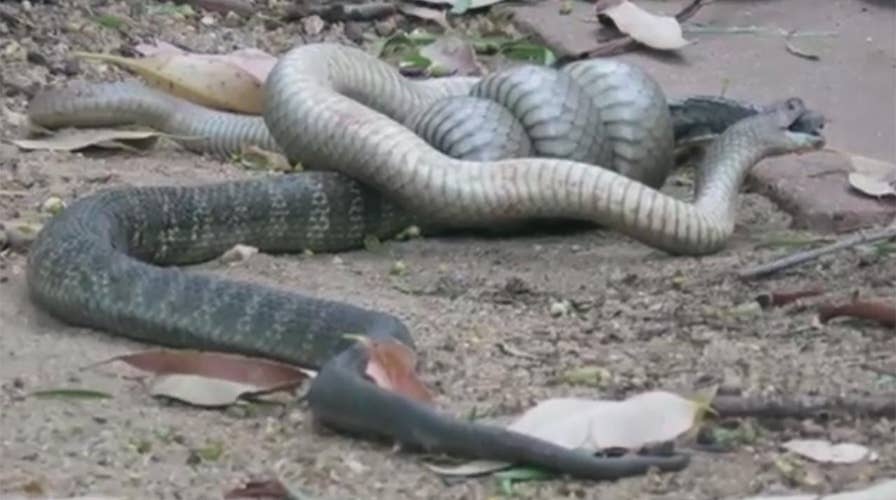 Brutal fight to the death between snakes caught on video