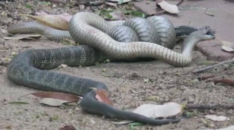 WARNING, GRAPHIC CONTENT: Brown snake devours tiger snake after a gruesome  fight to the death | Fox News