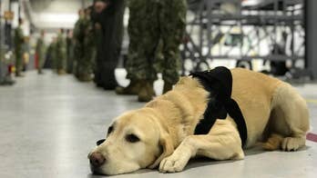 Naval base uses unique strategy to combat suicides, stress: A dog