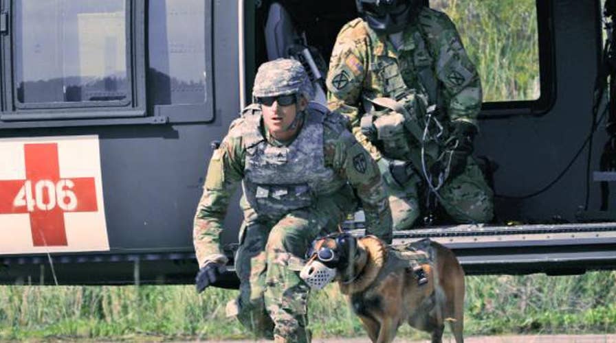 Military 2025 dog equipment