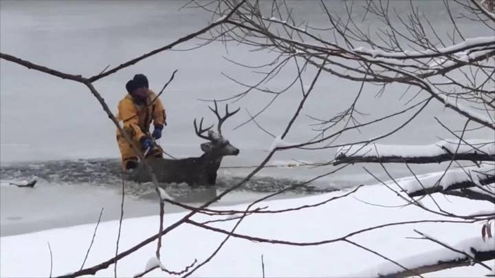 Amazing rescue: Dive teams pulls deer who fell through ice