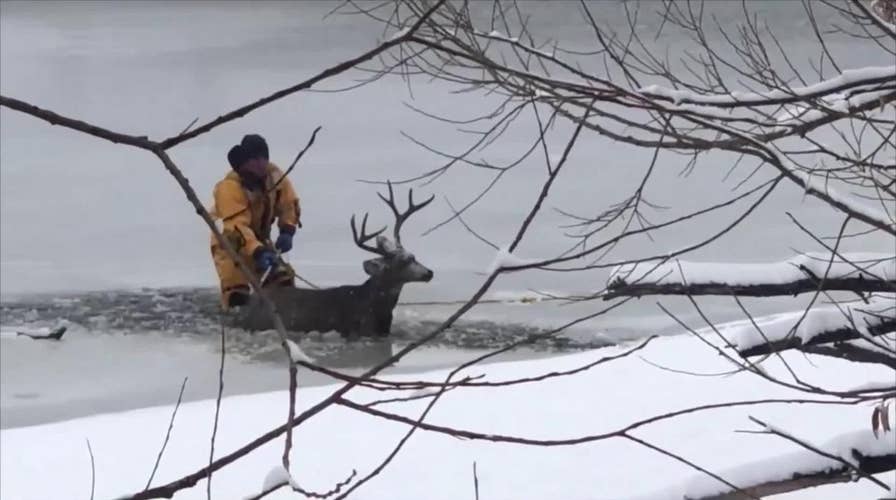 Amazing rescue: Dive teams pulls deer who fell through ice