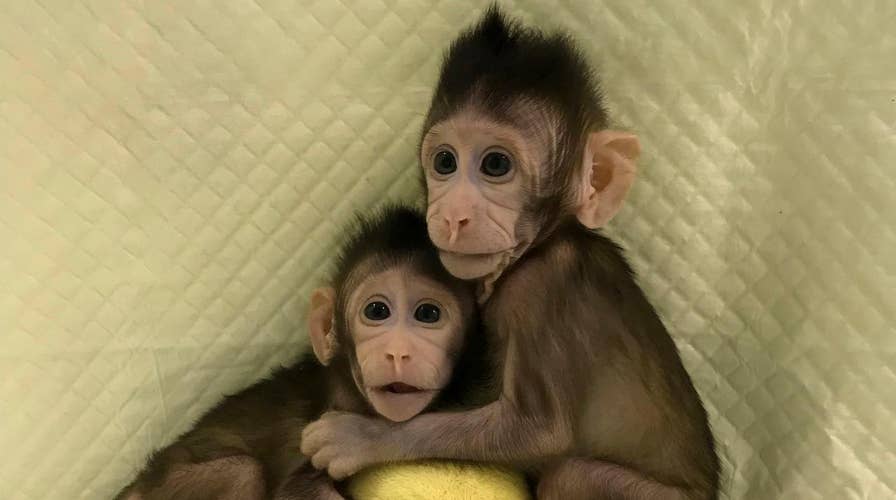 Monkeys cloned for the first time