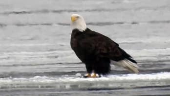 Bald eagles spotted floating on ice along the Mississippi River