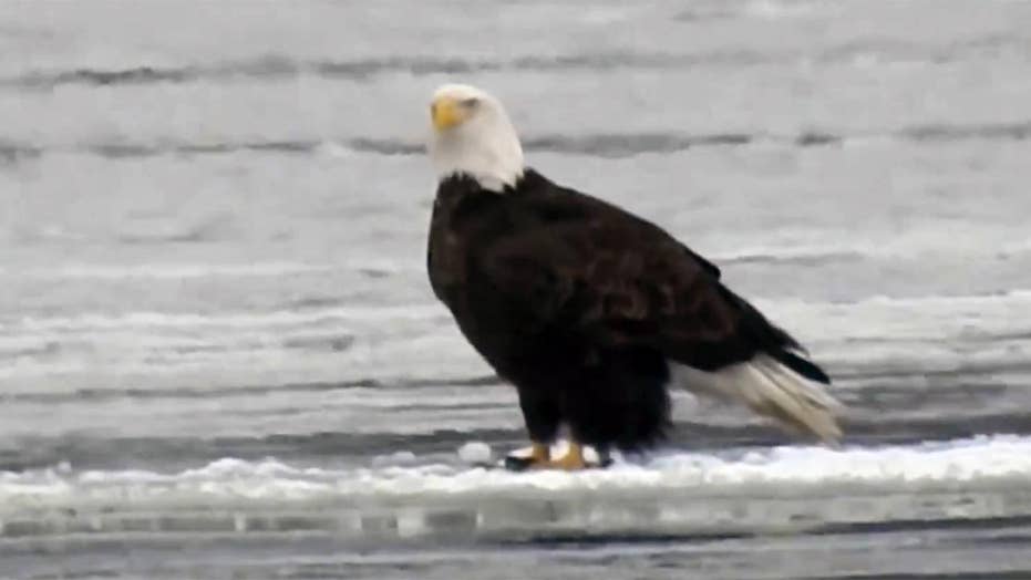 bald eagles spotted floating on ice along the mississippi river