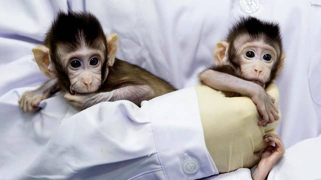Chinese scientists successfully clone monkeys