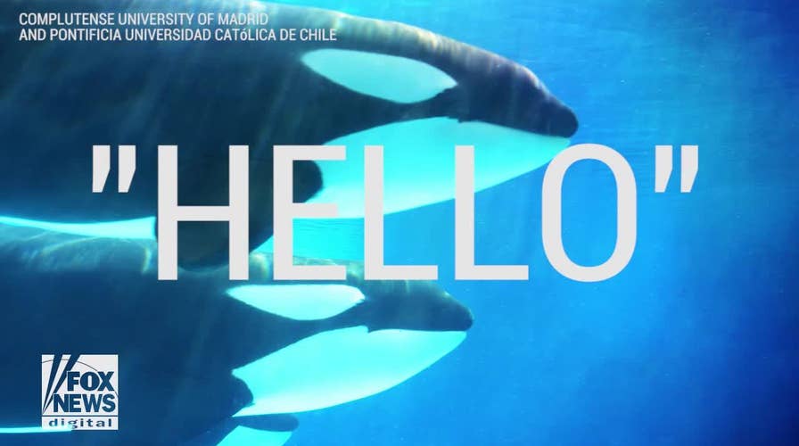 Killer whales taught to speak, new report