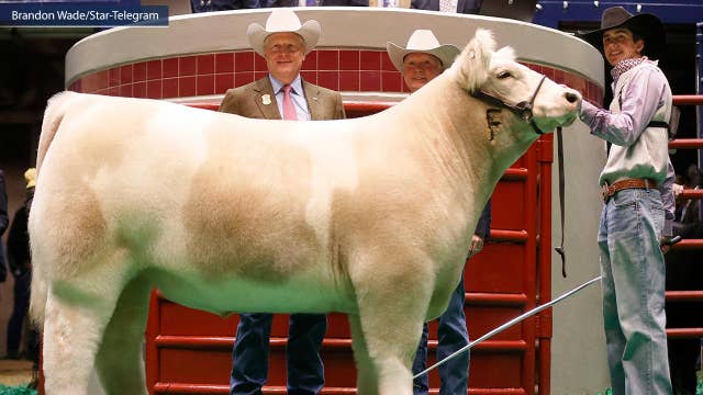 Grand champion steer fetches $200,000