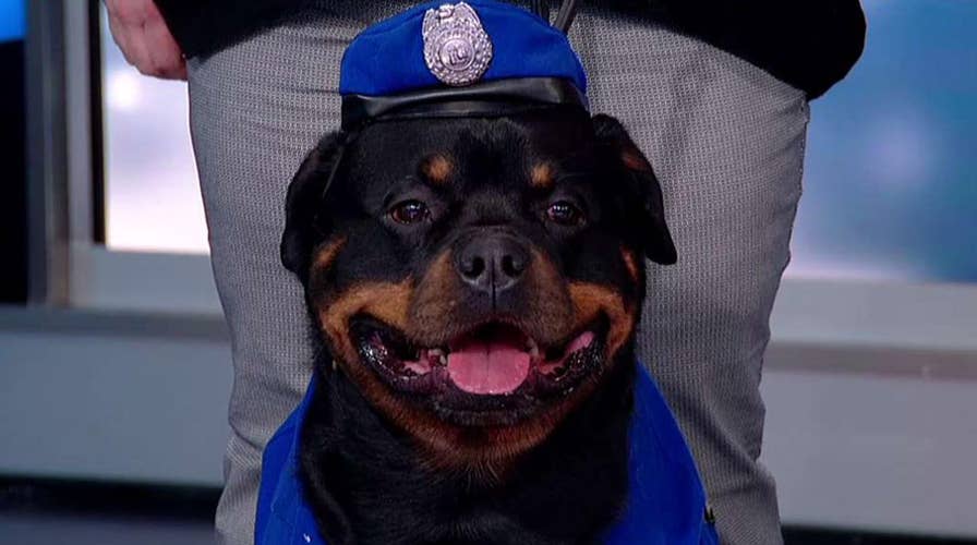 American Kennel Club kicks off Meet the Breeds week