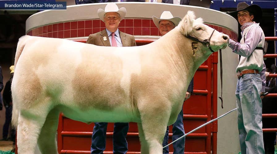 Grand champion steer fetches $200,000