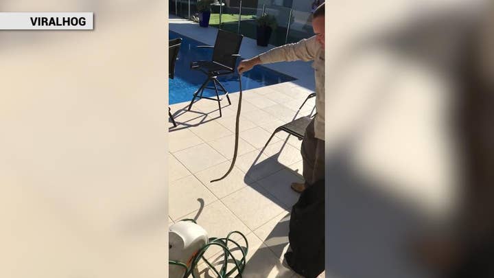 Super deadly snake caught lurking inside garden hose reel