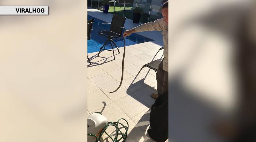 Super deadly snake caught lurking inside garden hose reel