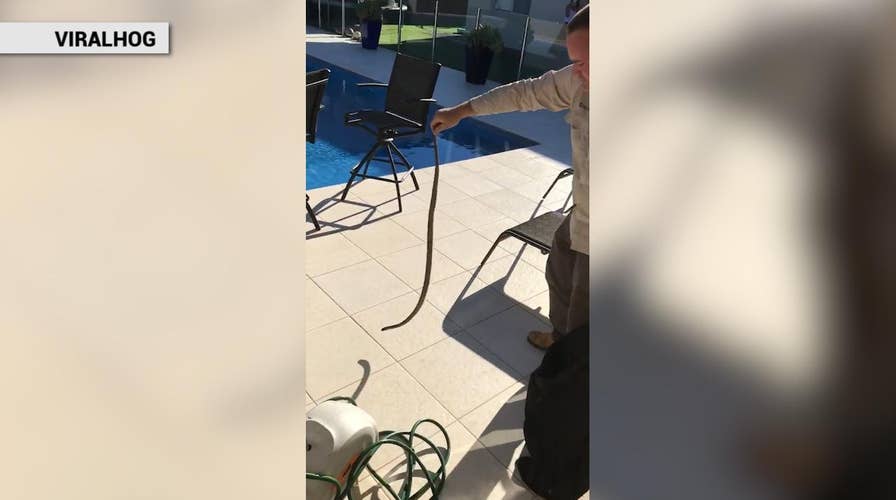 Super deadly snake caught lurking inside garden hose reel