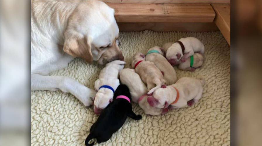 'The Daily Briefing' to train assistance dog