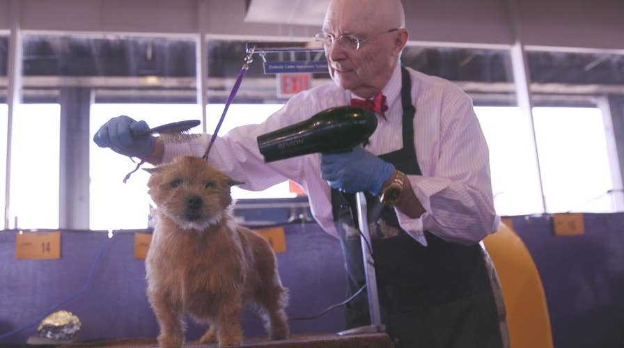 Westminster Dog Show: How to groom a winner