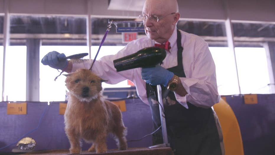 Westminster Dog Show Everything To Know About The 2020