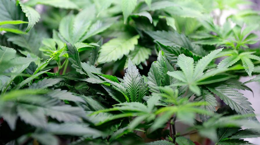 Berkeley becomes a sanctuary city for pot