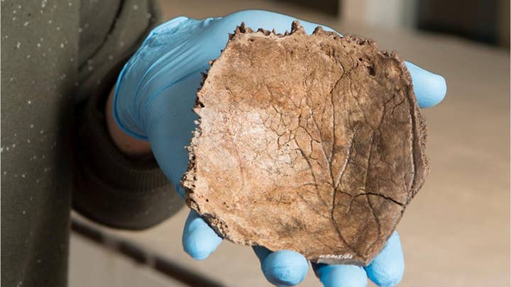 Prehistoric skull from 'oldest Dutchman' found in North Sea