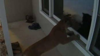 Cougar caught peeking into Wisconsin home in dramatic video