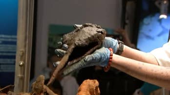 Pirate mystery: Does this 300-year-old bone belong to 'Black Sam' Bellamy?