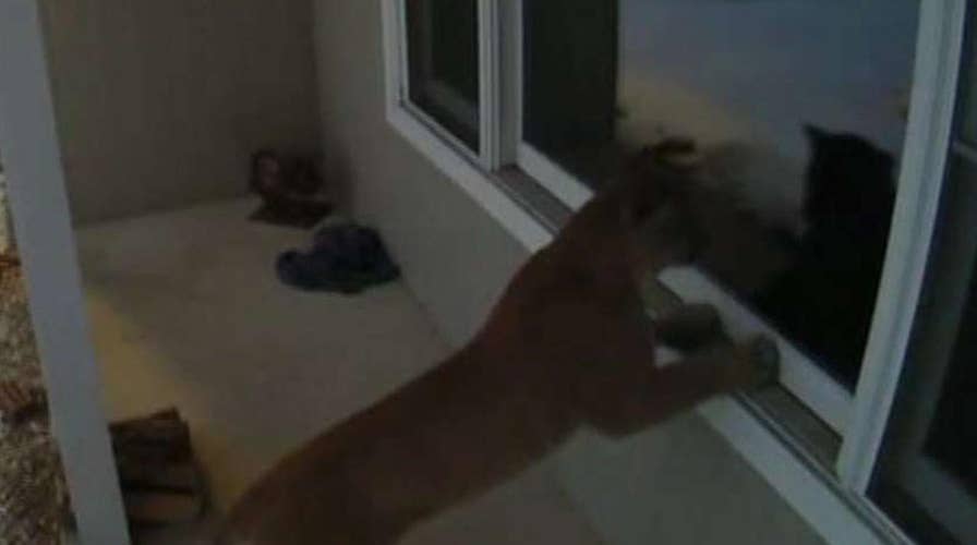 Cougar caught looking in couple's home