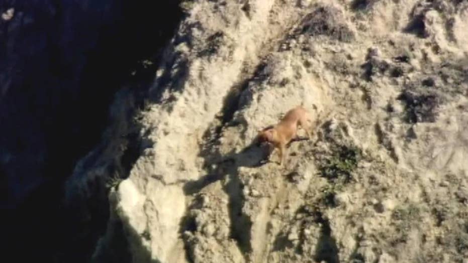 California man falls to death off cliff while attempting to rescue dog