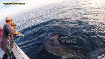 Fishermen hook two Great White Sharks in 10 minutes: 'I couldn't believe it'