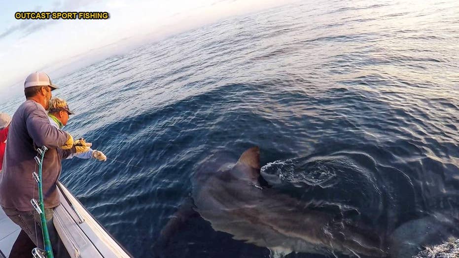 Fishermen hook two Great White Sharks in 10 minutes 'I couldn't