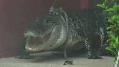 Florida woman catches 10-foot alligator 'pounding' on her front door: 'That’s when I ran'