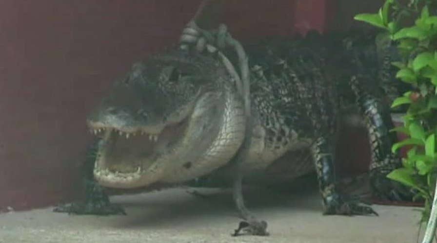 9-foot alligator traps family inside home