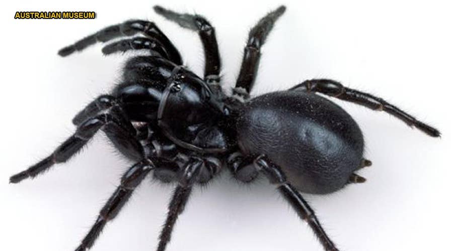 'World's deadliest spider' may help save its own victims