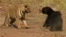 Remarkable video shows tiger and bear locked in ferocious fight
