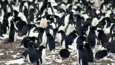Penguin poop helps create, cultivate life in Antarctica, study claims