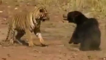 Remarkable video shows tiger and bear locked in ferocious fight