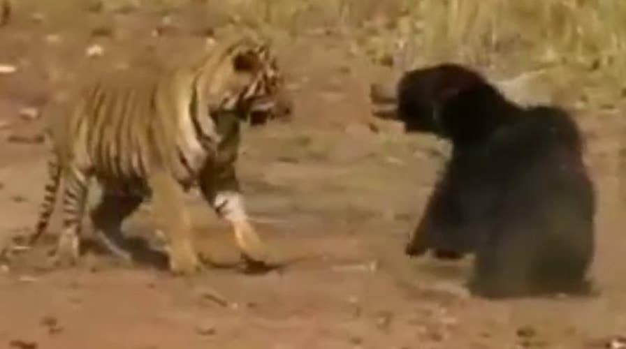 Remarkable video shows tiger and bear locked in ferocious fight | Fox News