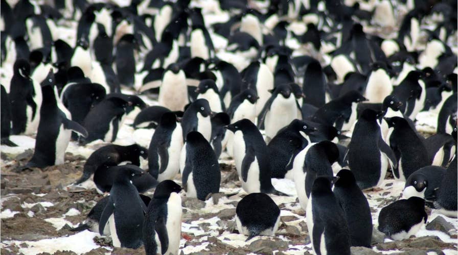 1.5 million rare Adelie penguins discovered in Antarctica