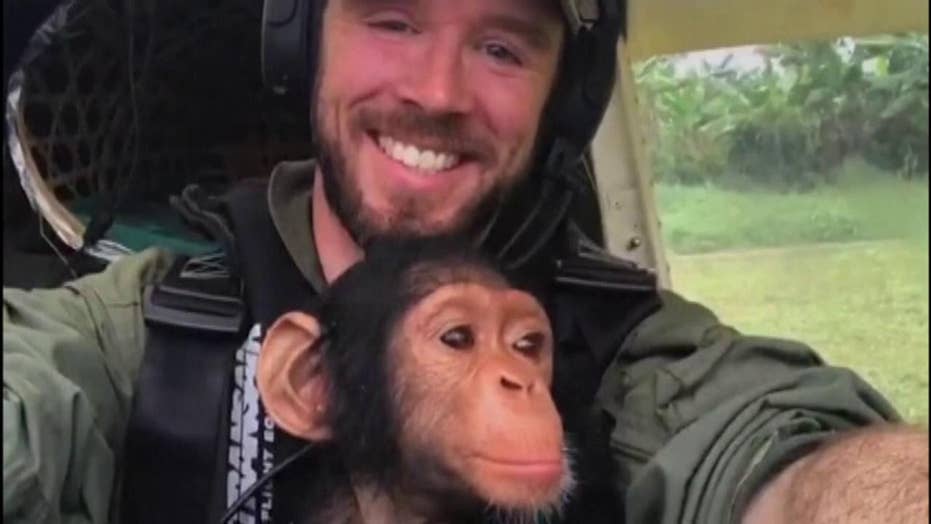 orphaned baby chimp rescued