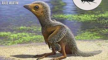 127-million-year-old bird fossil sheds light on evolution