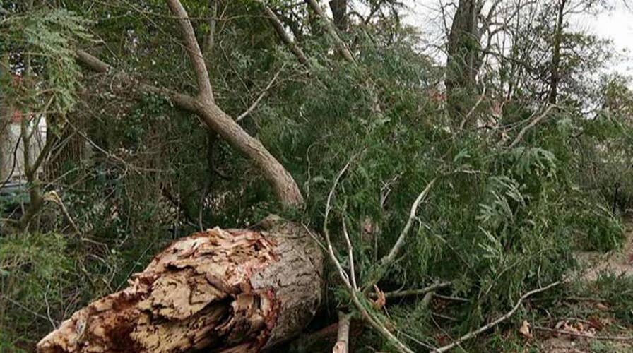 High winds topple historic 227-year-old tree