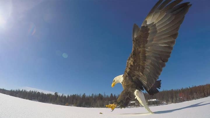 Bald eagle swoops in to grab fish in dramatic close up video