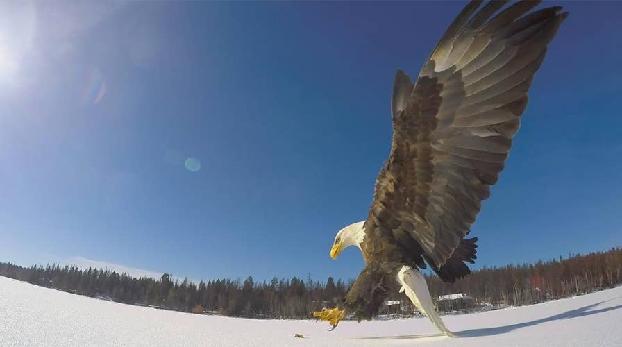 Bald eagle swoops in to grab fish in dramatic close up video