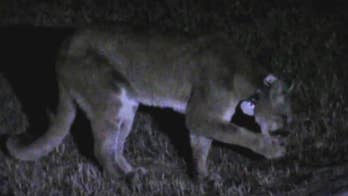 Colorado family saves dog attacked by mountain lion