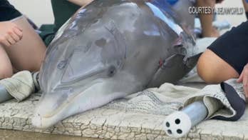 Florida wildlife officials find 2 dead dolphins over 24-hour period