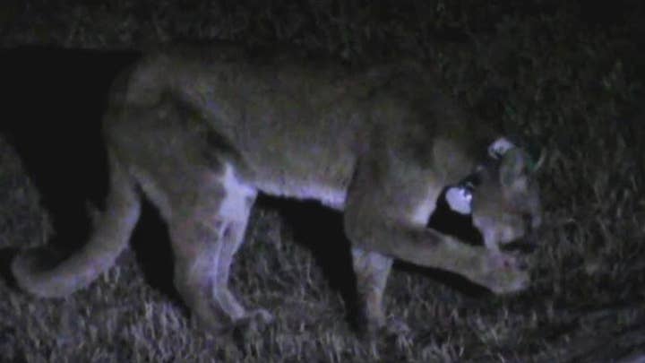 Dog survives mountain lion attack in backyard