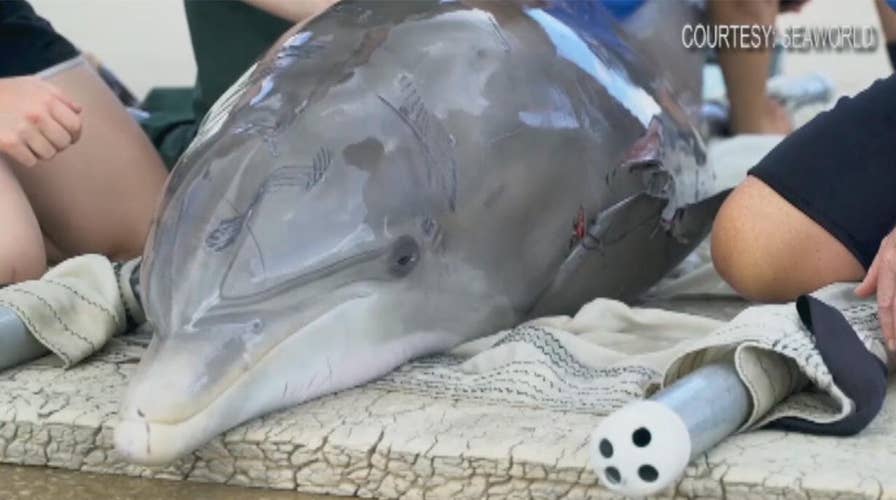Shark attack leaves dolphin in critical condition