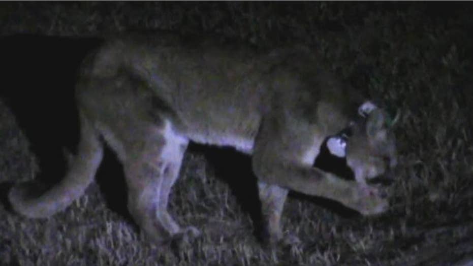 dog survives mountain lion attack in